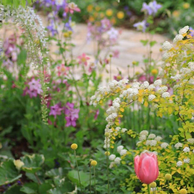 はままつフラワーパークのいろとりどりのお花たち