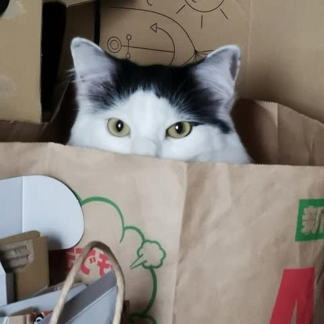 いないいないばあっ！