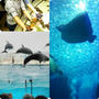 くらしのアンテナ&水族館