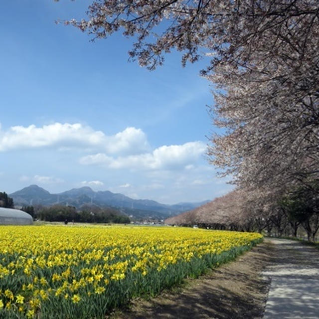 岩井親水公園の水仙と桜並木
