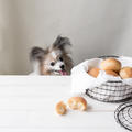 ■犬達が大喜びする手作りパンのレシピ♪（与えていい量あり）