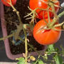 トマト収穫～(^_-)-☆