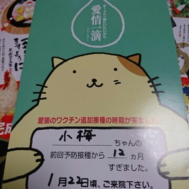 【小梅・さくら通信】小梅の予防接種の日