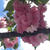 わんこ散歩と八重桜♡