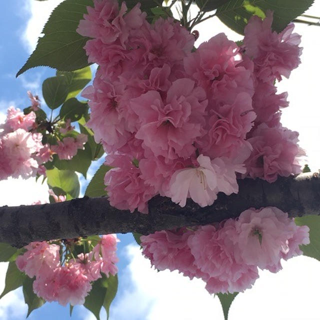 わんこ散歩と八重桜♡