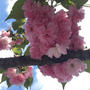 わんこ散歩と八重桜♡
