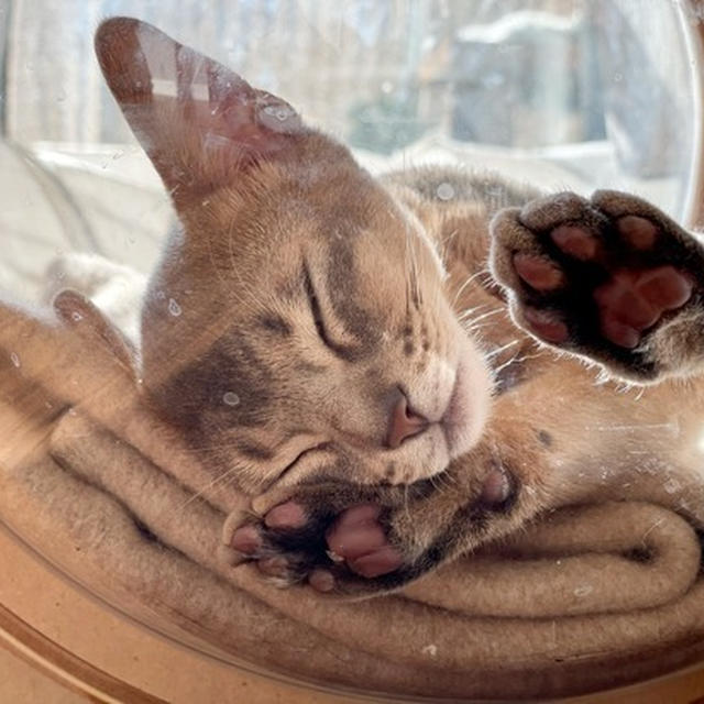 🐾肉球見ますか？