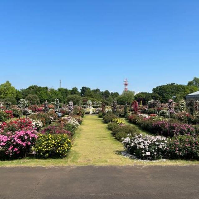 ハイシーズンのバラ園