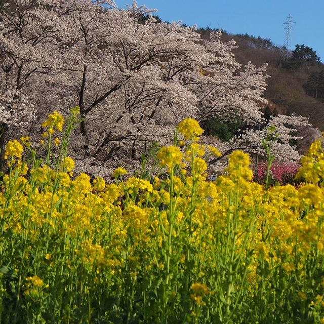 断捨離の合間の癒し / 菜の花と桜＠福島 花見山公園