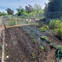 サンノゼ（アメリカ　カリフォルニア州）のコミュニティガーテンで野菜栽培・家庭菜園開始 その⑦　2022年夏野菜の植え付け