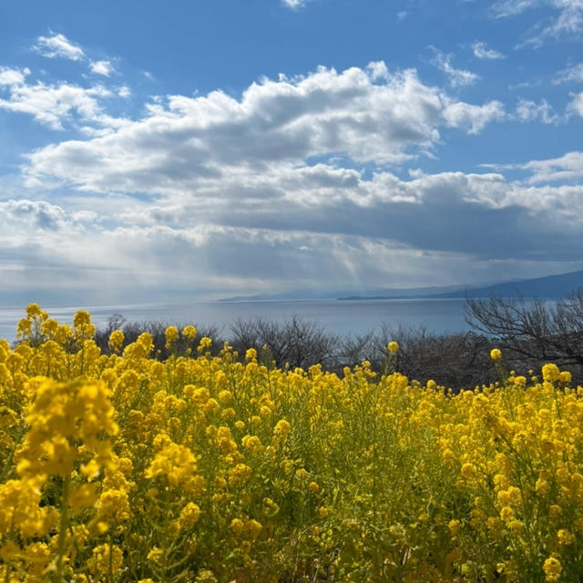 菜の花と梅と食堂