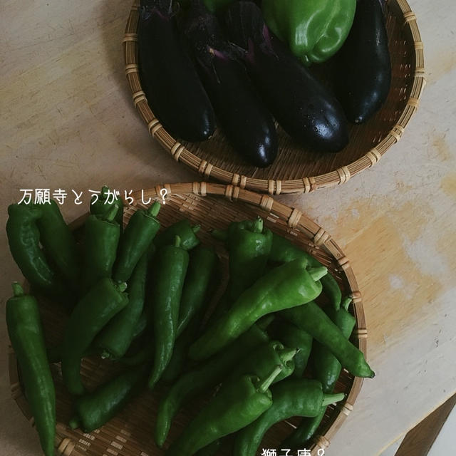 獅子唐と万願寺とうがらしの違い。疑問。