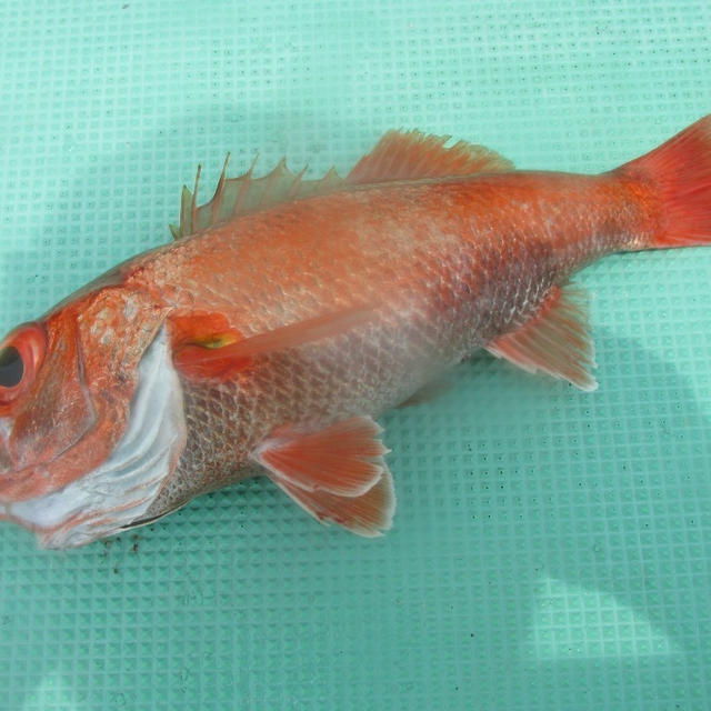 【告知・再掲】秋のカンネコアカムツ仕立て