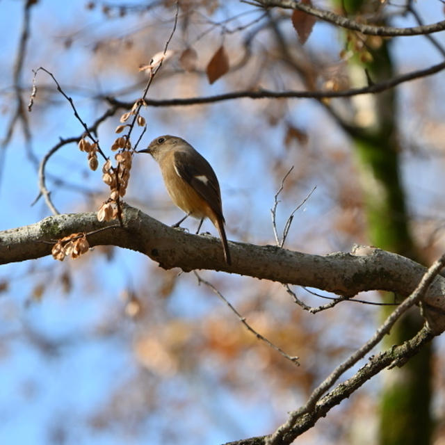 今年初・石神井公園で探鳥