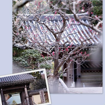 浄妙寺の春
