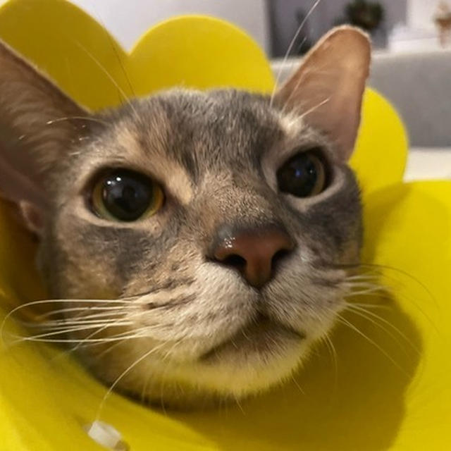 抱っこして欲しいマンと、腰痛いからちょっと待ってね飼い主