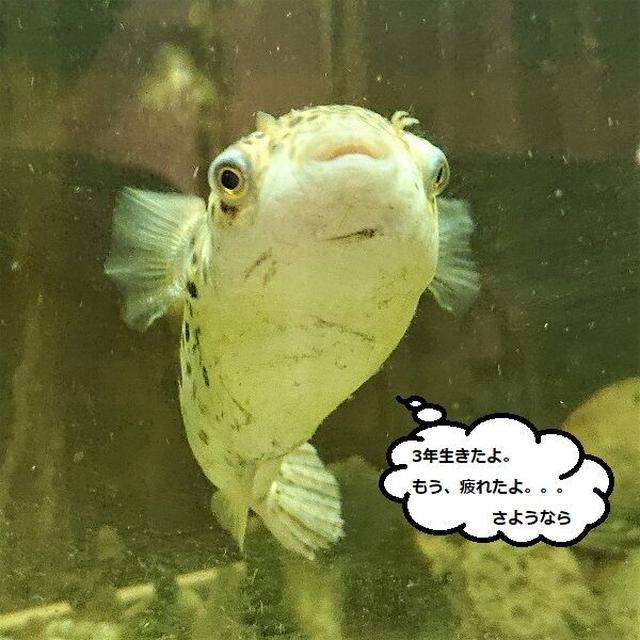 水槽日記【さようなら、一匹花太郎】