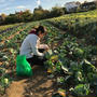 特別レッスン　「採れたて野菜で作るお料理レッスン」