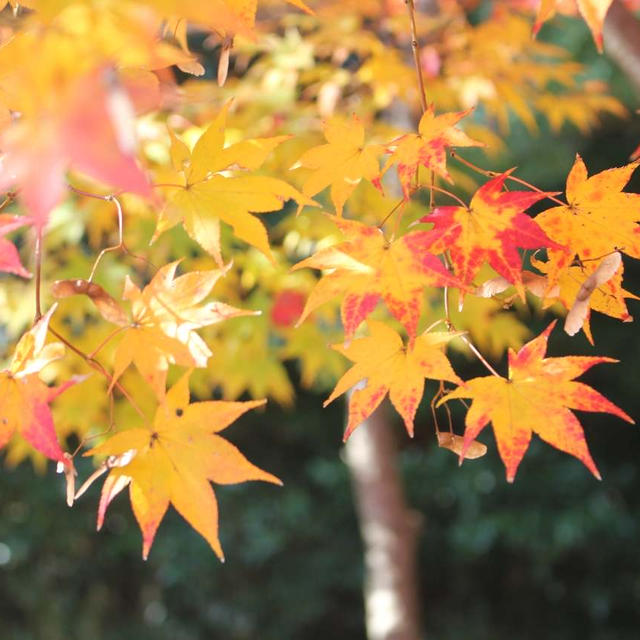 伊坂ダム　紅葉