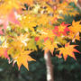 伊坂ダム　紅葉