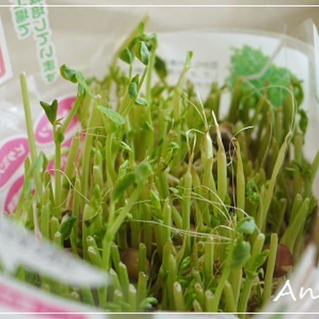 ☆豆苗の芽、成長中☆