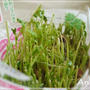 ☆豆苗の芽、成長中☆