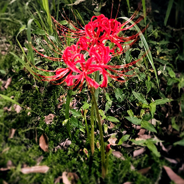 彼岸花が咲いていた