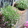 植え替えた庭の花。