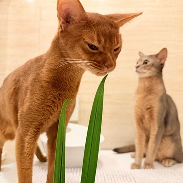 菖蒲湯とねこちゃんたち