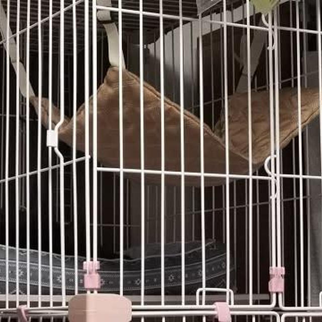 小梅のハンモック
