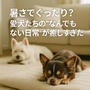暑さでぐったり？愛犬たちの“なんでもない日常”が癒しすぎた