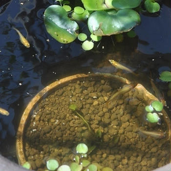 【備蓄米の不都合な真実】により米不足は解消されてません　・【朗報】熱海市長選、参政党神谷参戦！！　・　めだか鉢　２号スタート！！