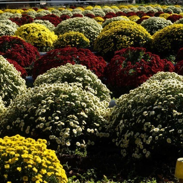 ■ウォーキング【飯山花の里笊菊祭り（２）➡荻野運動公園➡サガミにてランチ風景】など。