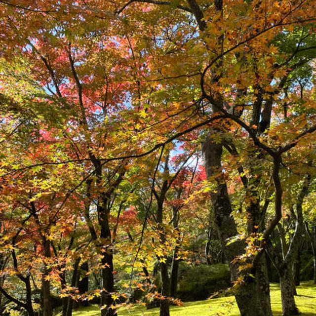 箱根美術館の紅葉