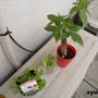 ちょっと見て下さい。～あの植物は今～