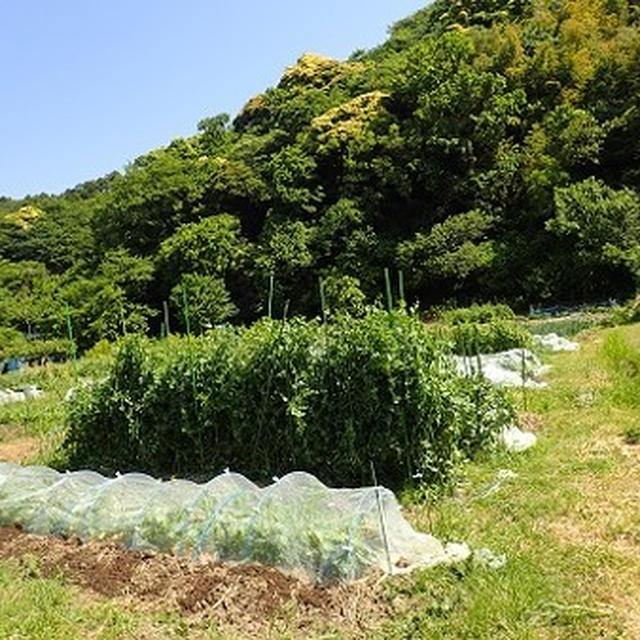 葉山農園（5月上旬）☆ソラマメの収穫