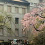 東京国立博物館「博物館でお花見を」