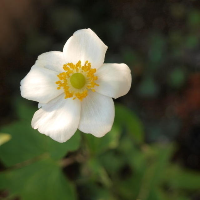 好きな、花。
