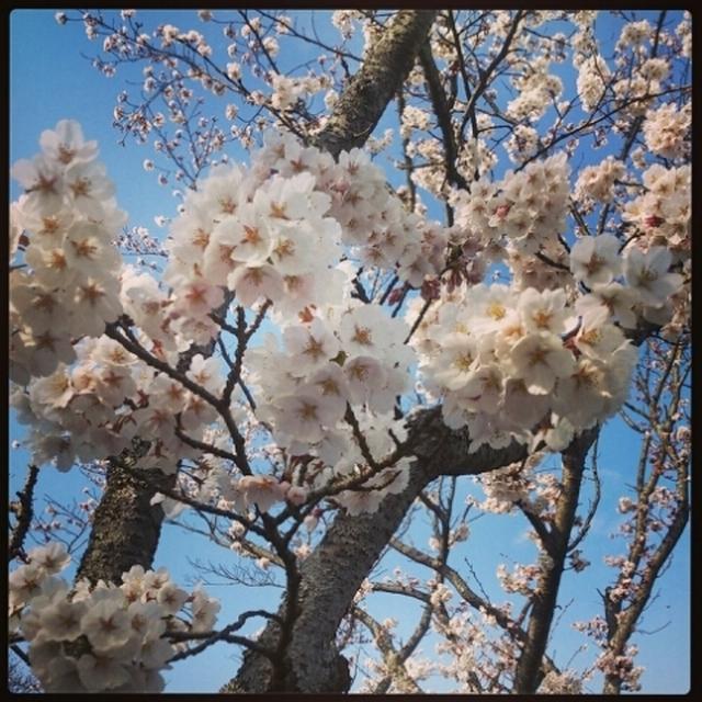 お花見☆