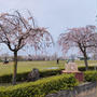 桜🌸散策