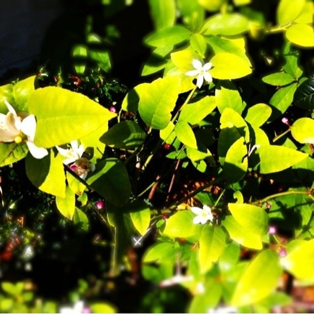 レモンの花が咲きました