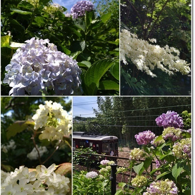 【紫陽花寺】能勢電に乗って紫陽花を堪能してきた♪老体にムチ打って最後は公園遊び(笑)