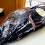 【グルメ　活鮮厚木店で【本マグロの解体ショー】に見取れました＾＾