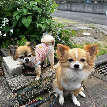 眼鏡持ち＊ケーク・オ・シトロン