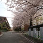 今年の桜♪