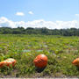 野菜を収穫昨日、#長野県原村農業収穫体験モニターツアー に参加しました。#原村 にあ...