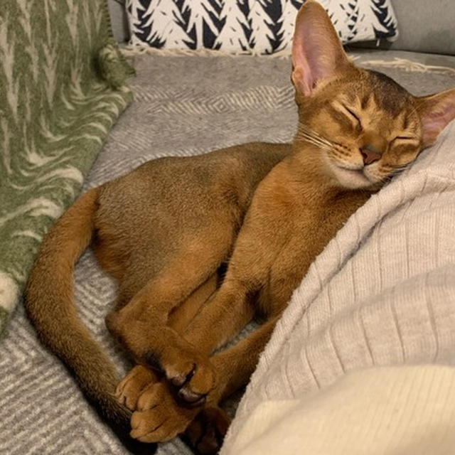 うつらうつら、お眠のりす子