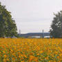 キバナコスモスと新幹線#最近撮った写真は