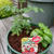 カゴメのあまたん植えました、最近撮った写真#ameba写真部