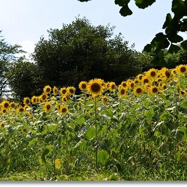 夏休み